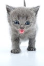 Funny grey kitten Royalty Free Stock Photo