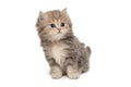 Funny grey kitten of British  breed Royalty Free Stock Photo