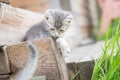 Funny grey kitten playing with tail on wooden background Royalty Free Stock Photo