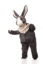 Funny grey rabbit Royalty Free Stock Photo