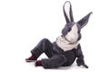 Funny grey rabbit Royalty Free Stock Photo