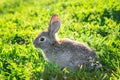 Funny grey rabbit sitting in a sunny grass Royalty Free Stock Photo