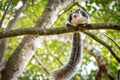 Funny Grizzled Giant Squirrel Royalty Free Stock Photo