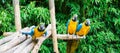 Funny group of blue and yellow colorful macaw parrots sitting on a wooden branch and one coming close Royalty Free Stock Photo