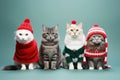 Funny group of cats in Christmas outfits in studio group shot. Manlike humanised animals in winter holidays decorations