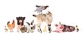 Funny group of farm animals Royalty Free Stock Photo