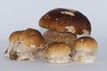 Funny group of five isolated healthy porcini mushrooms large and small, steinpilz