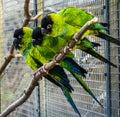 Funny group of Nanday conures sitting on a branch in the aviary, Colorful and tropical birds from America