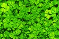 Funny group of parsley grass in garden