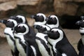 Funny group of Penguins