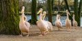 Funny group of rosy pelicans following all the same pelican, follow the leader concept, bird family portrait