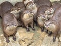 Funny Group of small otters