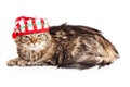 Funny Grumpy Christmas Cat