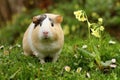 Funny guinea pig Royalty Free Stock Photo