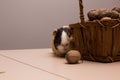 Funny guinea pig on basket with walnuts Royalty Free Stock Photo