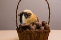 Funny guinea pig on basket with walnuts Royalty Free Stock Photo