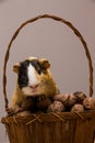 Funny guinea pig on basket with walnuts Royalty Free Stock Photo