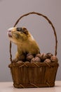 Funny guinea pig on basket with walnuts Royalty Free Stock Photo