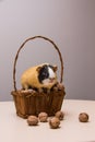 Funny guinea pig on basket with walnuts Royalty Free Stock Photo