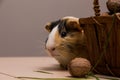 Funny guinea pig on basket with walnuts Royalty Free Stock Photo