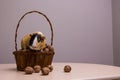 Funny guinea pig on basket with walnuts Royalty Free Stock Photo