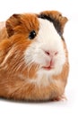 Funny guinea pig portrait