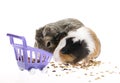 Funny guinea pigs