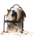 Funny guinea pigs