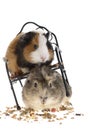 Funny guinea pigs