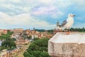 Funny gull sits on a parapet of the Altar of the Fatherland on the background ( blurred ) of the Roman Colosseum, Royalty Free Stock Photo