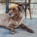 Funny haired brown stray dog