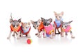 Funny hairless kittens brood of Canadian sphynx Royalty Free Stock Photo