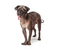 Funny Hairless Pug Dog Standing Looking Forward Royalty Free Stock Photo