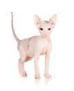 Funny hairless sphynx kitten