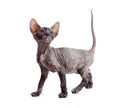 Funny hairless sphynx kitten isolated