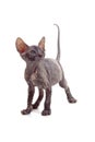 Funny hairless sphynx kitten isolated