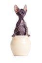 Funny hairless sphynx kitten sitting in pot