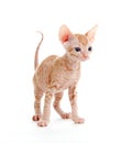 Funny hairless sphynx tabby kitten isolated