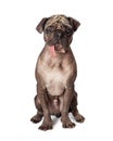 Funny Hairless Ugly Pug Dog Tongue Hanging Out Royalty Free Stock Photo