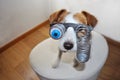 FUNNY HALLOWEEN OR CARNIVAL DOG WEARING A ZOMBIE BLOODSHOT EYES GLASSES