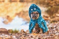 Funny Halloween dog costume. Cute French Bulldog wearing octopus suit with eyes