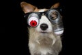 FUNNY HALLOWEEN DOG WEARING A ZOMBIE BLOODSHOT EYES GLASSES. ISO Royalty Free Stock Photo