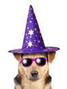 Funny Halloween dog witch or wizard hat wearing colored sunglasses isolated Royalty Free Stock Photo