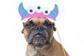 Funny Halloween French Bulldog dog with monster with horns and three eyes paper photo prop hedband held above head