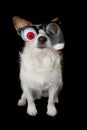 FUNNY HALLOWEEN JACK RUSSELL DOG WEARING A ZOMBIE BLOODSHOT EYES GLASSES COSTUME. ISOLATED AGAINST BLACK BACKGROUND Royalty Free Stock Photo