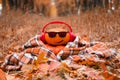 Funny Halloween. Pumpkin in sunglasses in the autumn Park.