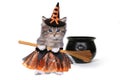 Cute Halloween Witch Themed Kitten Royalty Free Stock Photo