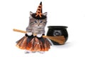 Cute Halloween Witch Themed Kitten Royalty Free Stock Photo