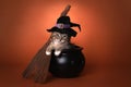 Cute Halloween Witch Themed Kitten Royalty Free Stock Photo