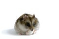 The funny hamster is eating one pumpkin seed on the white background Royalty Free Stock Photo